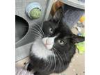 Adopt Troy a Black & White or Tuxedo Domestic Shorthair (short coat) cat in