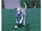 Adopt Levi a Mixed Breed (Medium) / Mixed dog in Coachella, CA (39800191)