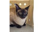 Adopt Celeste a Siamese / Mixed (short coat) cat in Douglasville, GA (41436702)