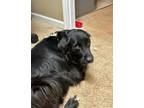 Adopt Onyx a Black - with White Golden Retriever / American Pit Bull Terrier /