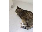 Adopt White Foots a Brown Tabby American Shorthair / Mixed (short coat) cat in