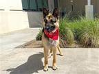 Adopt SUSIE a Black German Shepherd Dog / Mixed dog in Tustin, CA (40858147)