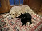Adopt Rizzo a Tan/Yellow/Fawn Golden Retriever / Mixed dog in Seattle