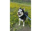 Adopt Nakida a Siberian Husky / Mixed dog in Grand Forks, ND (41436612)