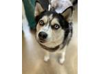 Adopt Nakida a Siberian Husky / Mixed dog in Grand Forks, ND (41436612)