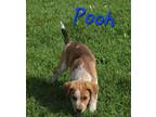Adopt Pooh a Brown/Chocolate - with White Terrier (Unknown Type