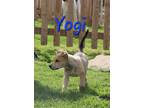 Adopt Yogi a Brown/Chocolate - with Tan Terrier (Unknown Type