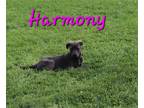 Adopt Harmony a Black Terrier (Unknown Type, Medium) / Mixed dog in Rutledge