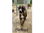 Adopt Sinbad a Brindle - with White Bernese Mountain Dog / Mastiff / Mixed dog
