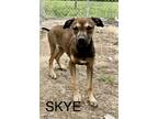 Adopt Skye a Brown/Chocolate Bernese Mountain Dog / Mastiff / Mixed dog in