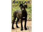 Adopt Skylar a Brindle - with White Bernese Mountain Dog / Mastiff / Mixed dog