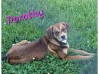 Adopt Dorothy a Brown/Chocolate - with White Hound (Unknown Type) / Mixed dog in