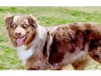 Adopt Piper a Brown/Chocolate - with White Australian Shepherd / Mixed dog in