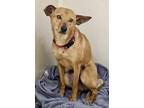 Adopt Poppy* a Terrier (Unknown Type, Medium) / Mixed dog in Pomona