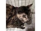 Adopt Jade* a Domestic Mediumhair / Mixed cat in Pomona, CA (41436581)