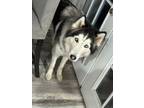 Adopt Raleigh a Gray/Silver/Salt & Pepper - with White Husky / Mixed dog in