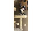 Adopt Cora a Calico or Dilute Calico Calico / Mixed (short coat) cat in