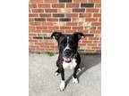 Adopt Clementine a Black Mixed Breed (Medium) / Mixed dog in Windsor