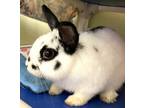 Adopt Roger a White American / American / Mixed rabbit in Auburn, WA (41436649)