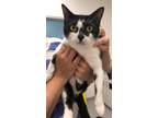 Adopt Moomoo a All Black Domestic Shorthair / Domestic Shorthair / Mixed cat in
