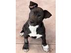 Adopt Kiki a Black American Pit Bull Terrier / Mixed dog in Palm Springs