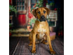 Adopt Teddy a Red/Golden/Orange/Chestnut Hound (Unknown Type) / Mixed dog in
