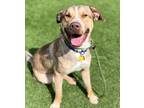 Adopt Sarge a Tan/Yellow/Fawn Mixed Breed (Large) / Mixed dog in Hamilton