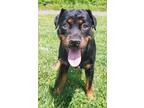 Adopt Crystal a Black Rottweiler / Mixed dog in Blackwood, NJ (41365848)