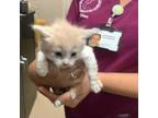 Adopt 1 a Cream or Ivory Domestic Shorthair / Domestic Shorthair / Mixed cat in