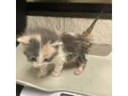 Adopt 4 a Cream or Ivory Domestic Shorthair / Domestic Shorthair / Mixed cat in