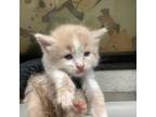 Adopt 5 a Cream or Ivory Domestic Shorthair / Domestic Shorthair / Mixed cat in