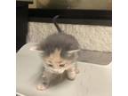 Adopt 2 a Cream or Ivory Domestic Shorthair / Domestic Shorthair / Mixed cat in