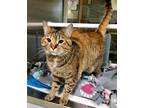 Adopt Calla Lily (Clef 1) a Brown Tabby Domestic Shorthair / Mixed Breed