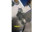 Adopt Sally a Tortoiseshell Domestic Shorthair (short coat) cat in Centerville