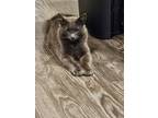 Adopt Mars a Gray or Blue Russian Blue / Mixed (medium coat) cat in Austin
