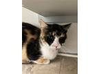 Adopt Blanche a Calico or Dilute Calico Calico / Mixed (short coat) cat in