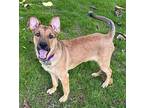 Adopt Pebbles a Brown/Chocolate - with Black Shepherd (Unknown Type) / Mixed dog