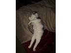 Adopt Rico a White (Mostly) Domestic Shorthair (short coat) cat in Louisville