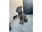 Adopt Sage a Gray/Blue/Silver/Salt & Pepper Cane Corso / Mixed dog in Anaheim
