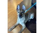 Adopt Karma a Shepherd (Unknown Type) / Mixed dog in Houston, TX (41327116)