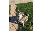 Adopt Bishop a Gray/Blue/Silver/Salt & Pepper Husky / Mixed dog in Chino