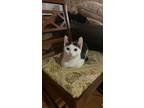 Adopt Kwame a Black & White or Tuxedo Domestic Shorthair (short coat) cat in