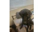 Adopt Fairmont a Black Labrador Retriever / Mixed dog in Kearns, UT (41436500)