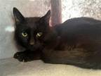 Adopt Gene a All Black Domestic Shorthair / Mixed cat in Pittsburgh