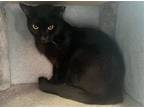 Adopt Shannon a All Black Domestic Shorthair / Mixed cat in Pittsburgh