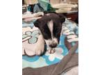 Adopt Yukon a Black Border Collie / Mixed dog in Springfield, MO (41433320)
