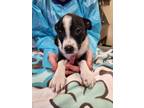 Adopt Wedge a Black Border Collie / Mixed Breed (Medium) / Mixed (short coat)