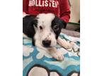 Adopt Tot a Black Border Collie / Mixed dog in Springfield, MO (41433324)