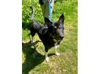 Adopt Harry a Black German Shepherd Dog / Mixed Breed (Medium) / Mixed (short