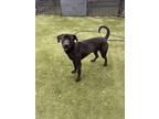 Adopt Barkley Blackbeard a Black Labrador Retriever / Mixed Breed (Medium) /